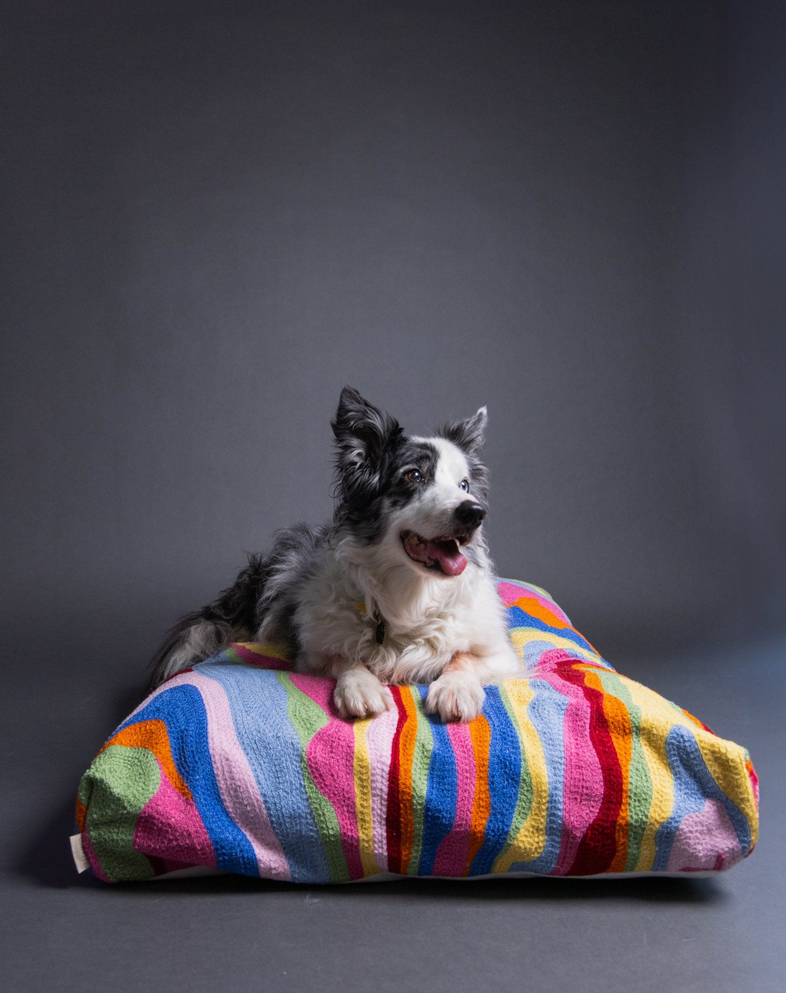 Dog kneading clearance blanket